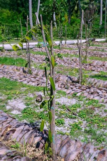 Vanilla plants