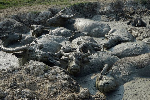Water buffalo in mud hole