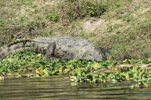 Mugger crocodile
