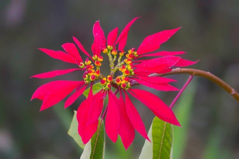 Nepalese Poinsettia Christmas Star