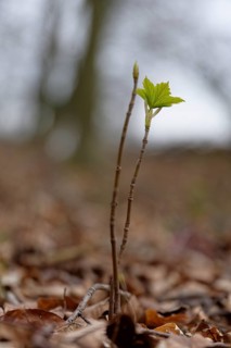 Young Sycamore maple
