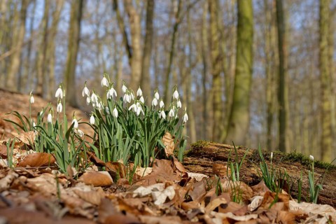 Common snowdrop