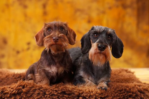 Dwarf greyhound dachshund
