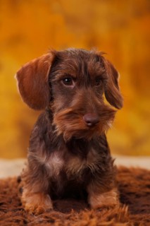 Dwarf greyhound dachshund