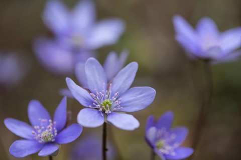Hepatica