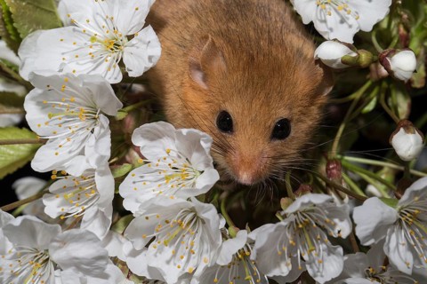 Hazel Dormouse