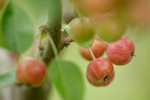 Crab apple