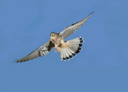 European Sparrowhawk