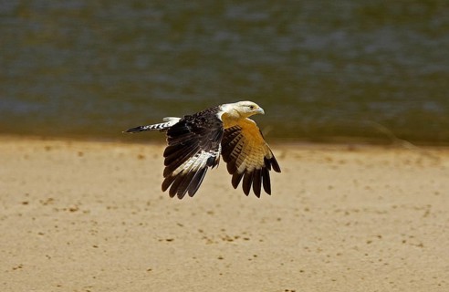Yellow headed caracara