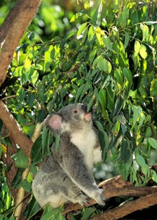 Koala