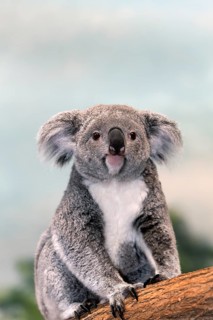Koala