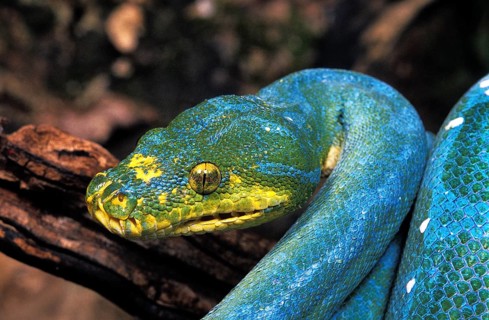 Green Tree Python