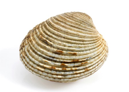 Shell