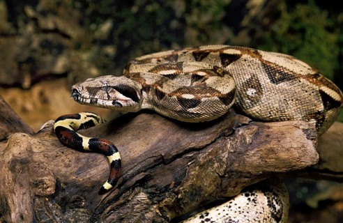 BOA CONSTRICTOR boa constrictor