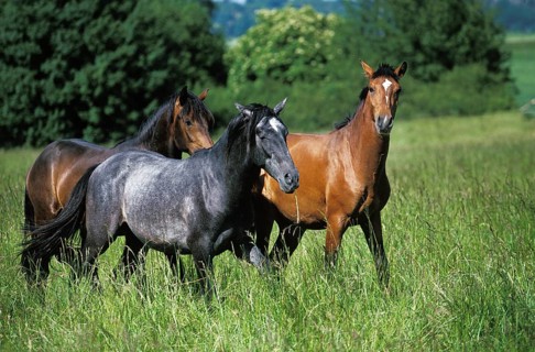 Lusitano horse