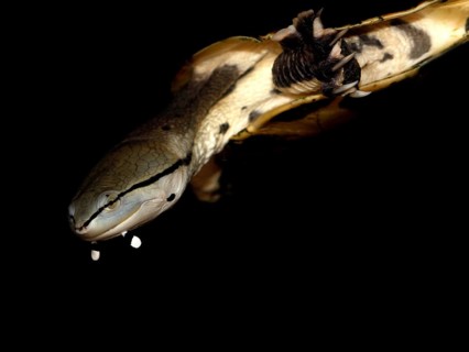 Hilaire's side-necked turtle