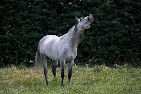 Arabian horse