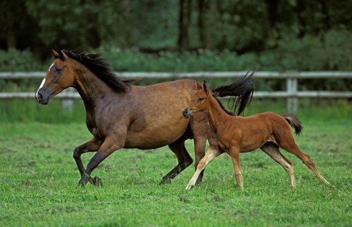 English thoroughbred