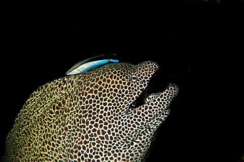 Honeycomb moray