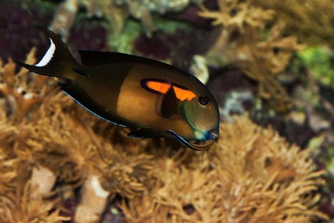 Orange spotted surgeonfish