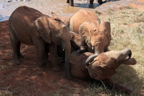 Elephant orphans playing