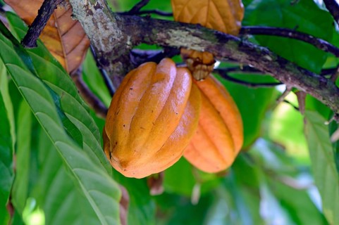 Cocoa fruit on a tree