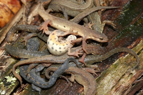 Great Crested Newt