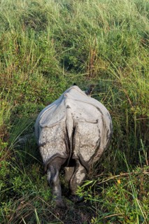 Rear view of an Indian rhinoceros