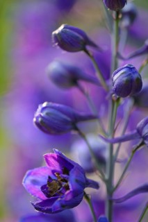 Forking larkspur