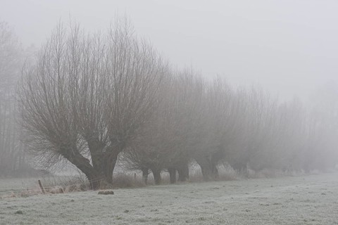 Pollarded Willows