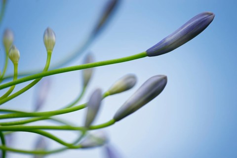 Lilies of the Nile