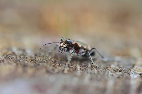Dune Sand Beetle