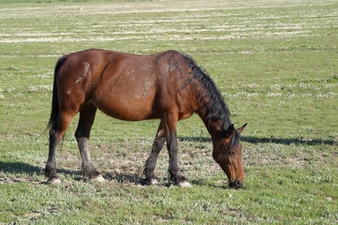 Maremma horse