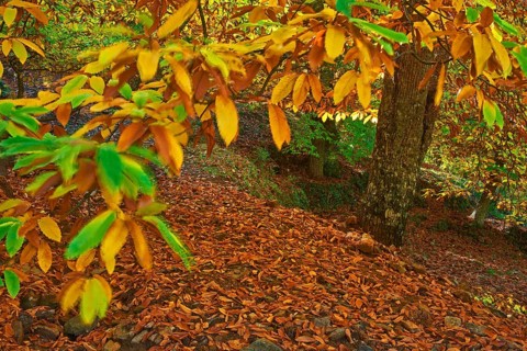 Autumn