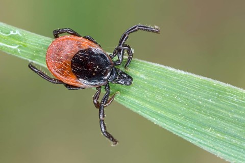 Deer Tick