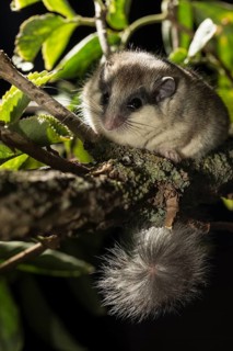 Forest dormouse