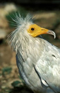 Egyptian Vulture