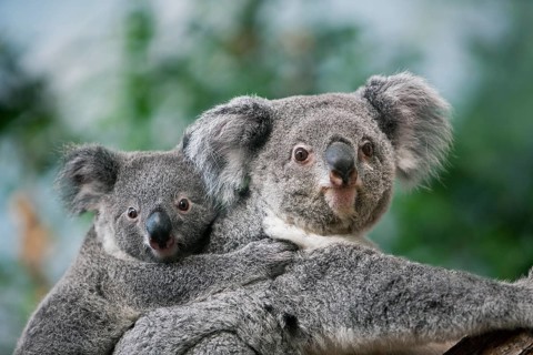 Koala