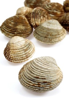 Shell