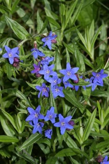 Purple saxifrage