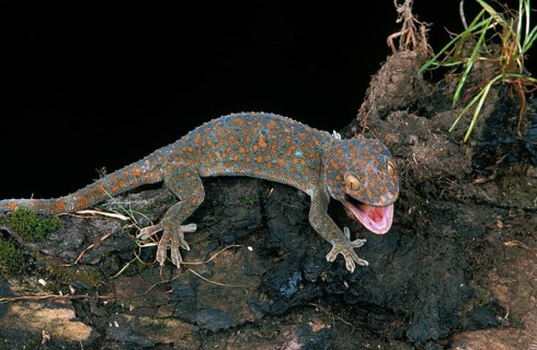 Tokay gecko