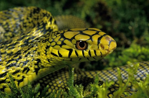 CHINESE KING RATSNAKE elaphe carinata