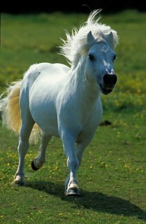 SHETLAND PONY
