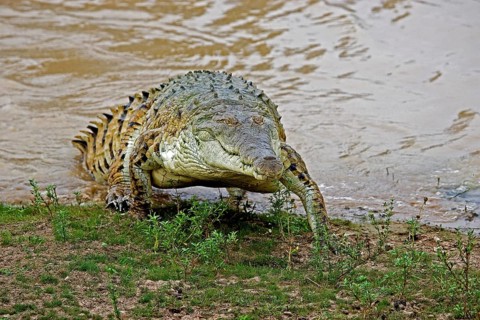 ORINOCO CROCODILE
