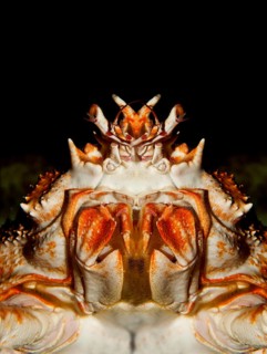 Japanese Spider Crab