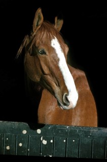 SELLE FRANCAIS HORSE