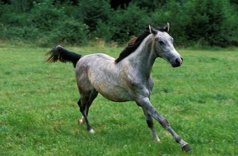 Shagya horse