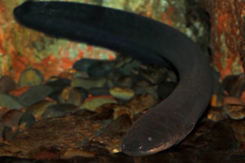 Electric Eel