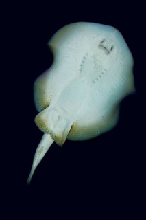 Yellow stingray
