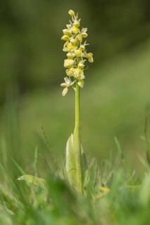 Pale pale orchid